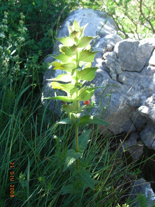 Rhinanthus alectorolophus ?